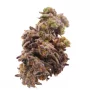 Cannabis seed variety Auto Blueberry Silver regular